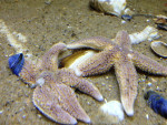 zeesterren